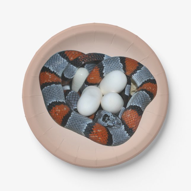 The grey-banded kingsnake paper plate (Front)