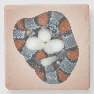 The grey-banded kingsnake stone coaster