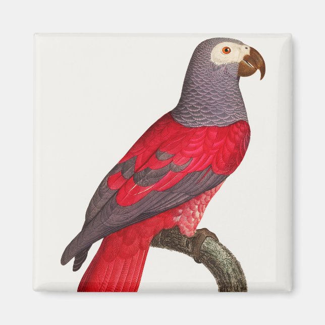 The Grey Red Parrot, Psittacus erithacus Magnet (Front)