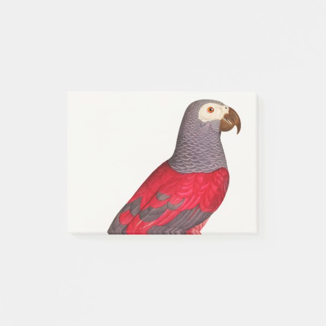 The Grey Red Parrot, Psittacus erithacus Post-it Notes (Front)