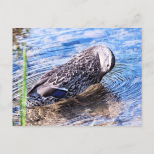 The Grooming Effect Postcard