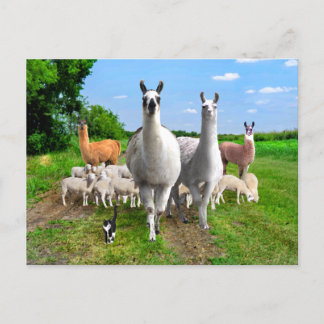 "The Guard Llamas" Postcard