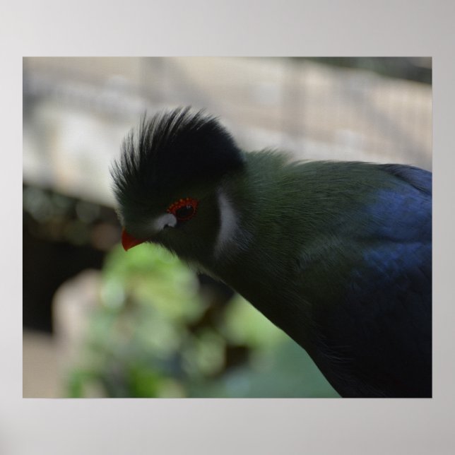 THE GUINEA TURACO POSTER (Front)
