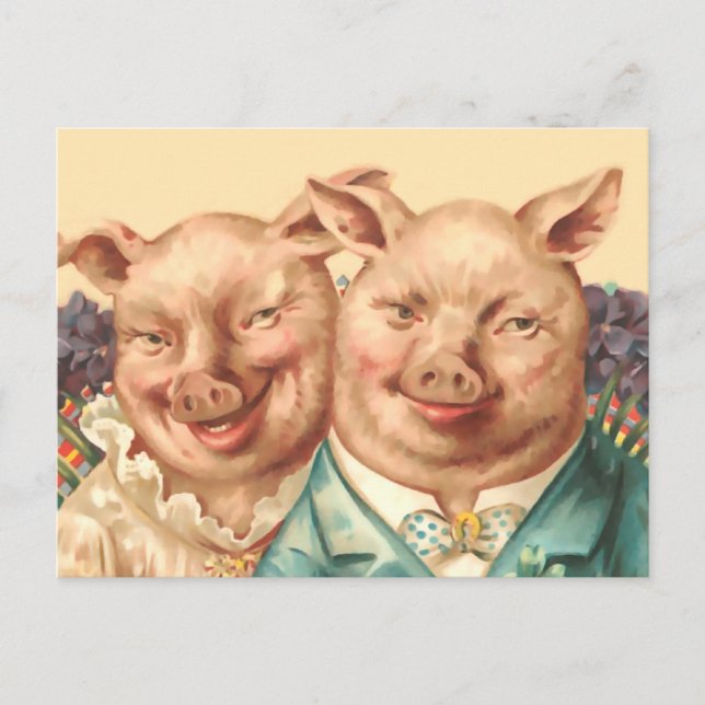 The Handsome Pig Couple Postcard (Front)