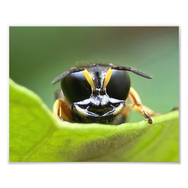 The Happy Bug Photo Print (Front)