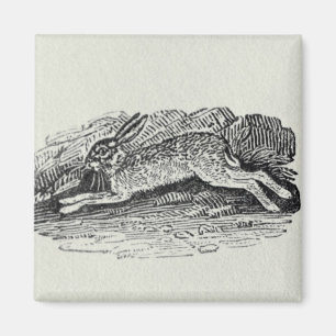The Hare Magnet