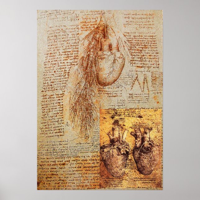 The Heart,Bronchial Arteries And Its Blood Vessels Poster (Front)