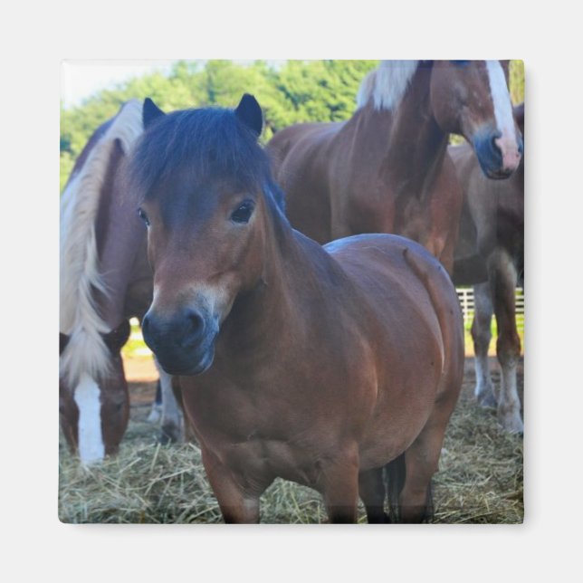 The Herdmaster Maganet Magnet (Front)