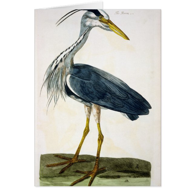 The Heron (Ardea cinerea) plate from 'The British (Front)
