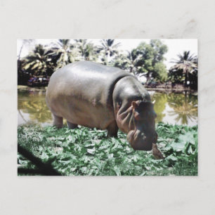 The Hippo & Bird Postcard