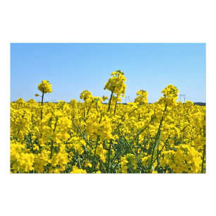 The Horizon Line - Colours of Wild Nature Romania Photo Print