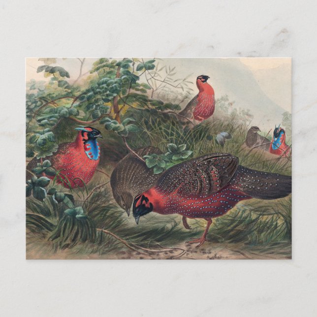 The Horned Tragopan by Joseph Wolf Postcard (Front)