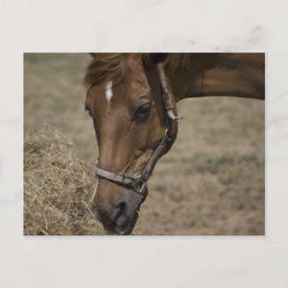 THE HORSE REFUGE POSTCARD