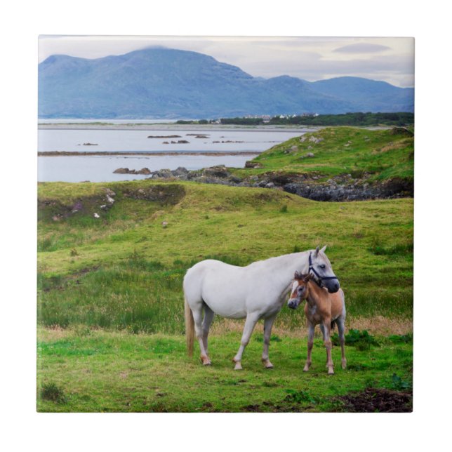 The Horses of Connemara | Galway, Ireland Tile (Front)