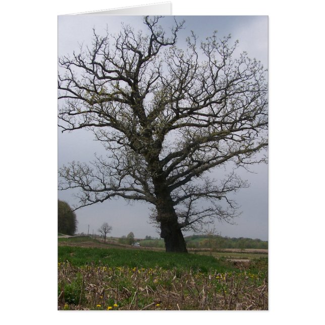 The Huge, Old Oak on 22 (Front)