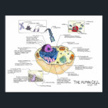 The Human Cell Poster<br><div class="desc">The Anatomy of the Human Cell</div>