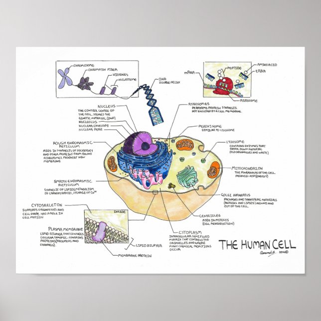 The Human Cell Poster (Front)