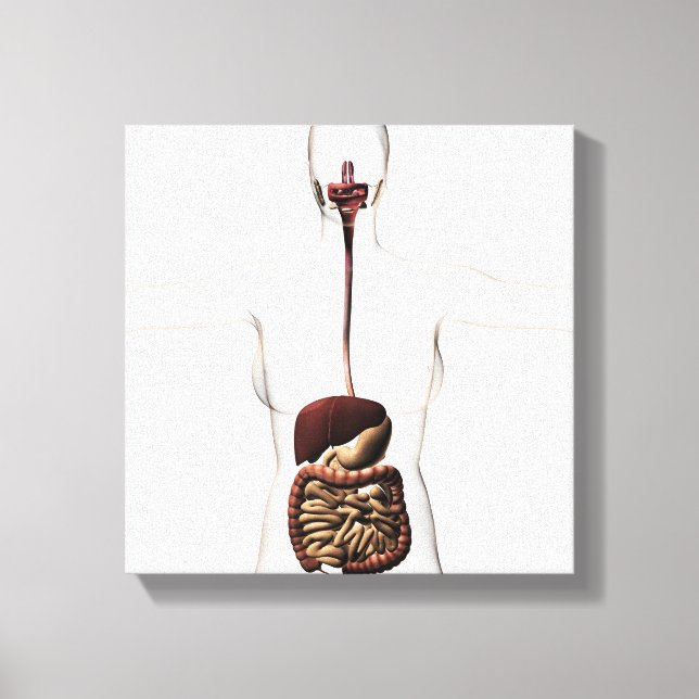 The Human Digestive System 2 Canvas Print (Front)