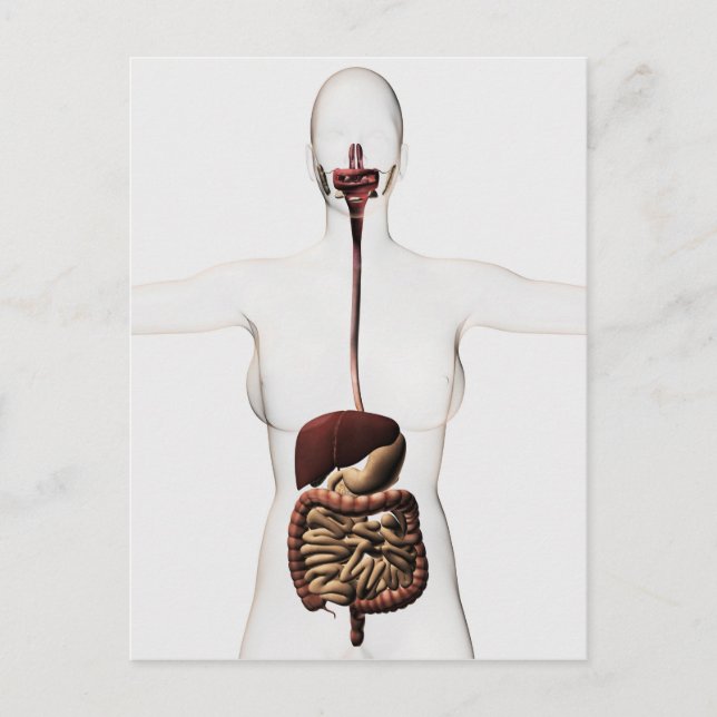 The Human Digestive System 2 Postcard (Front)