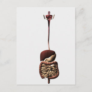 The Human Digestive System 4 Postcard