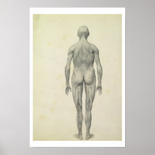 The Human Figure, anterior view, from the series ' Poster