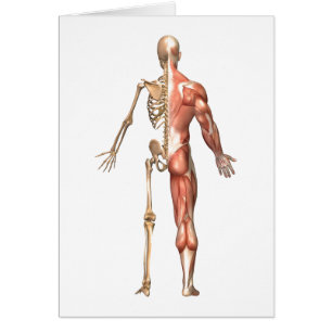 The Human Skeleton And Muscular System, Back