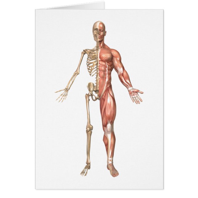 The Human Skeleton And Muscular System, Front (Front)