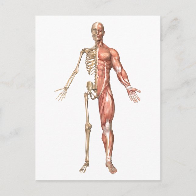 The Human Skeleton And Muscular System, Front Postcard (Front)