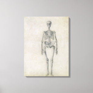 The Human Skeleton, anterior view, from the series Canvas Print
