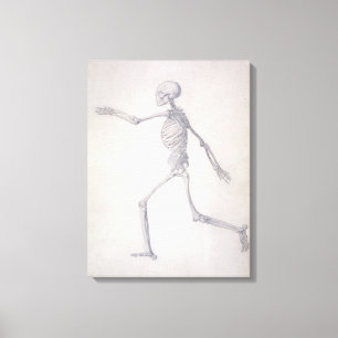The Human Skeleton, lateral view, from the series Canvas Print