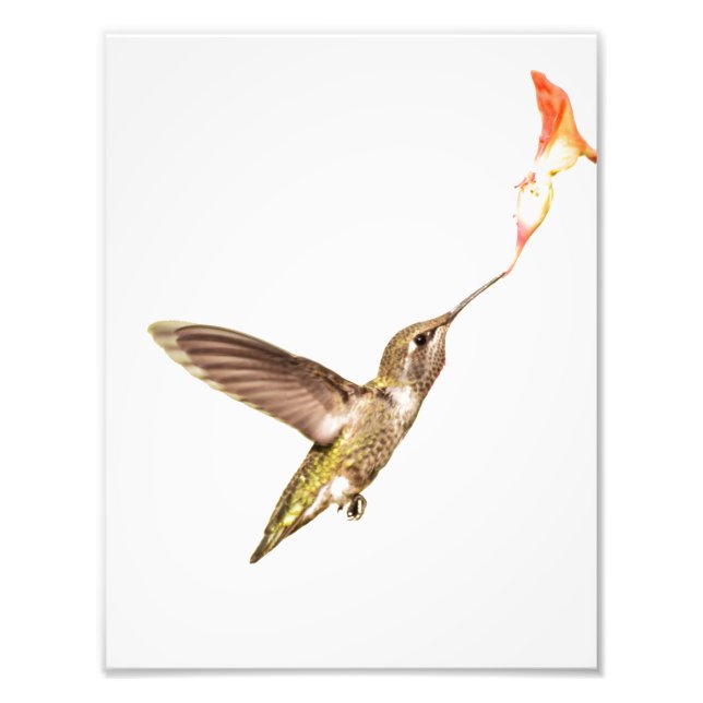 The Hummingbird and the Flower Photo Print (Front)