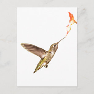 the Hummingbird and the Flower Postcard