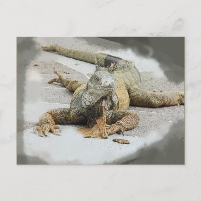 The Iguana in Ecuador Postcard (Front)