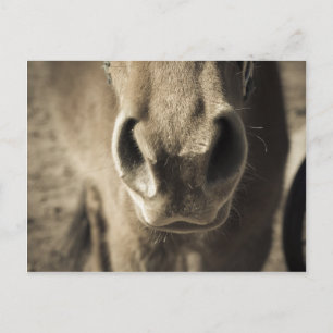 The Incredible Edible Mr. Ed Postcard