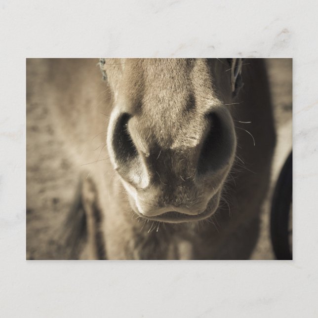 The Incredible Edible Mr. Ed Postcard (Front)