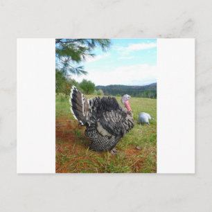 The Incredible Turkeys Postcard