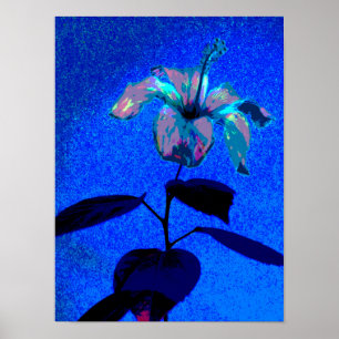 The Iridescent Hibiscus Bloom Blue Pink Poster