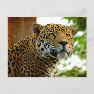 The Jaguar Postcard