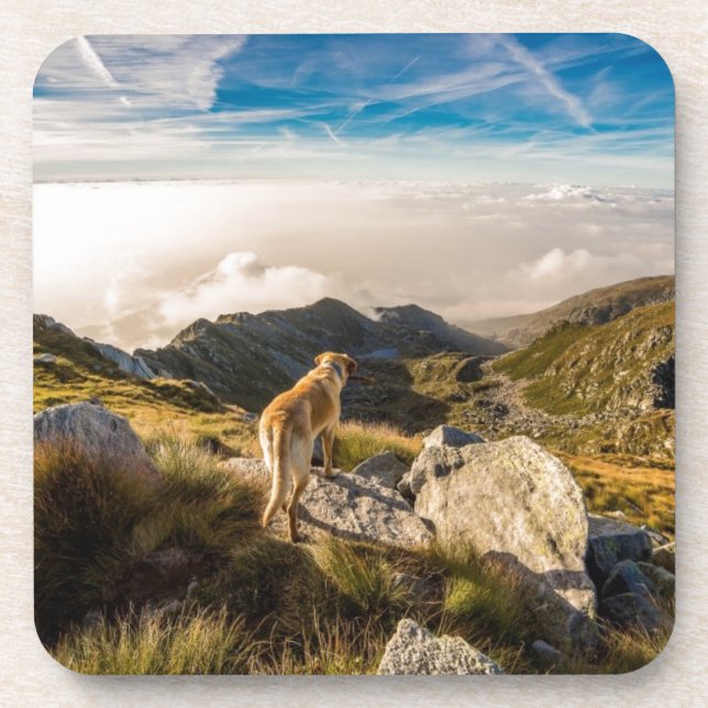 The journey coaster (Front)