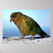 The Kea - New Zealand's Apline Parrot
