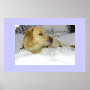 The King in the snow - Labrador winter scene Poster