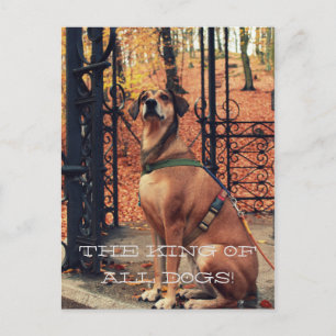 THE KING OF ALL DOGS Postcard for dogs lovers