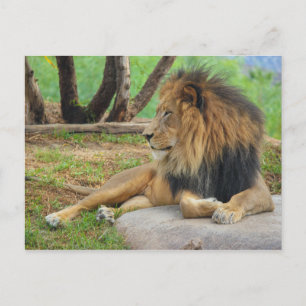 The King Postcard