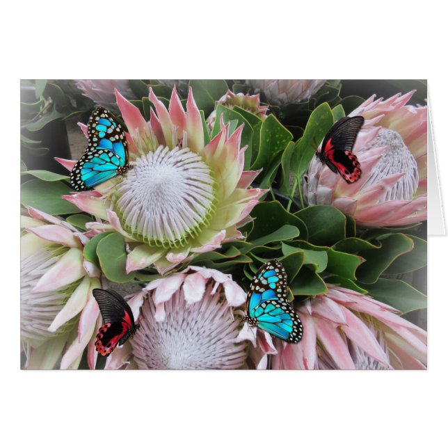 The King Protea (Front Horizontal)