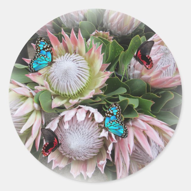 The King Protea  Classic Round Sticker (Front)