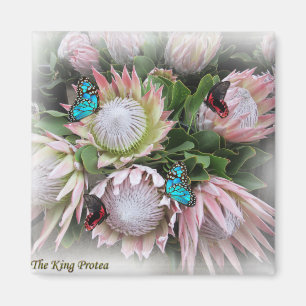 The King Protea Magnet
