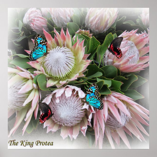 The King Protea Poster (Front)