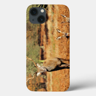 The King's Deer, red deer stags 2 iPhone 13 Case