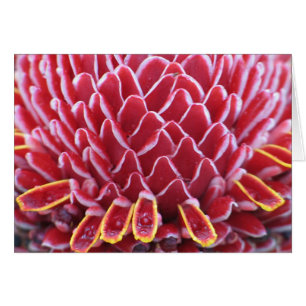 The Kings'  Torch Ginger