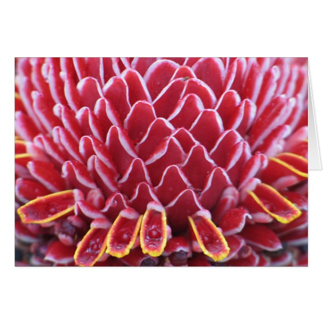 The Kings'  Torch Ginger (Front Horizontal)